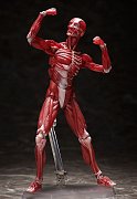 Original Character Figma Action Figure Human Anatomical Model 15 cm