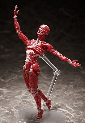 Original Character Figma Action Figure Human Anatomical Model 15 cm